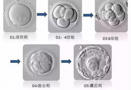 东莞专业代孕医院,广州医院试管婴儿全过程是怎么样的？-上海有没有做供卵试